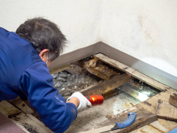 Best Certified Mold Removal  in Hudson Bend, TX