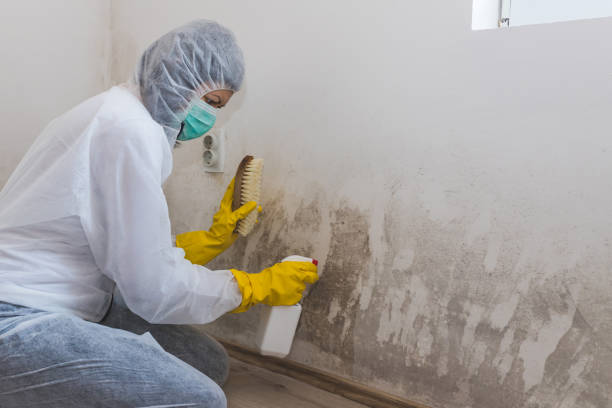 Professional Mold Removal in Hudson Bend, TX