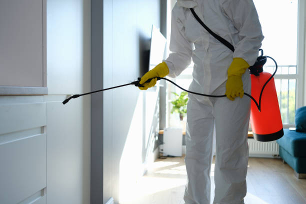 Best Home Mold Removal  in Hudson Bend, TX
