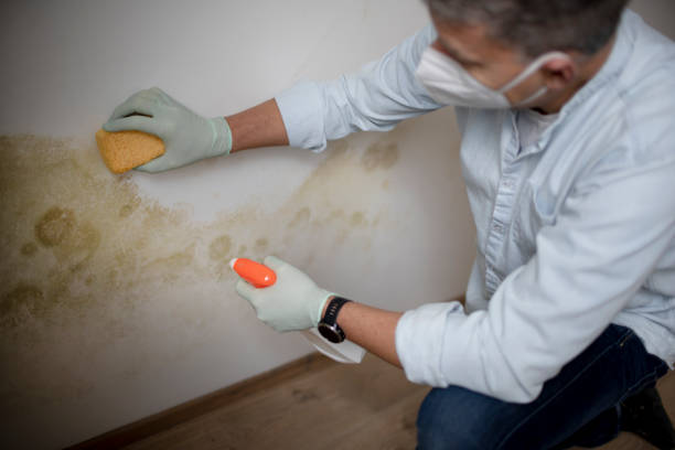 Best Residential Mold Removal  in Hudson Bend, TX