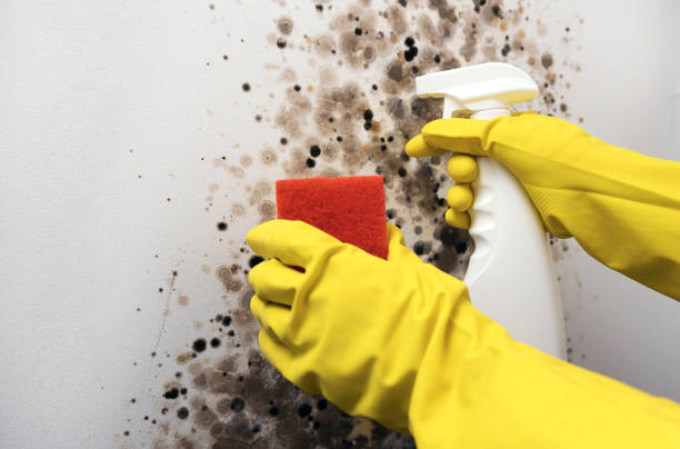 Best Black Mold Removal  in Hudson Bend, TX