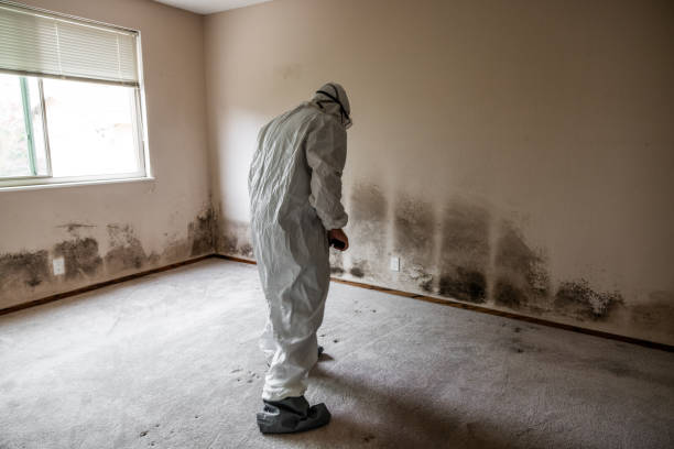 Best Commercial Mold Removal  in Hudson Bend, TX