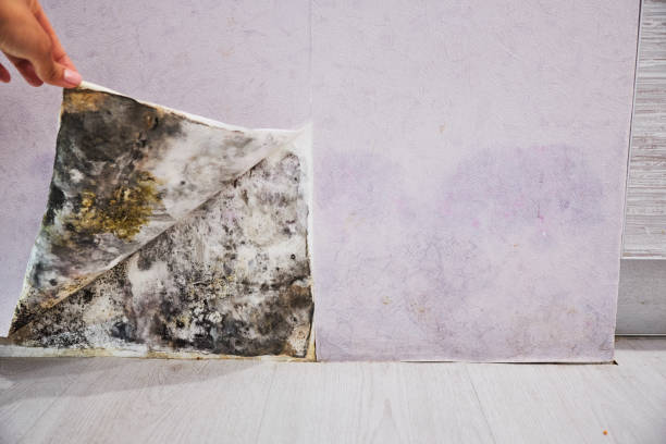Best Office Mold Removal Services  in Hudson Bend, TX